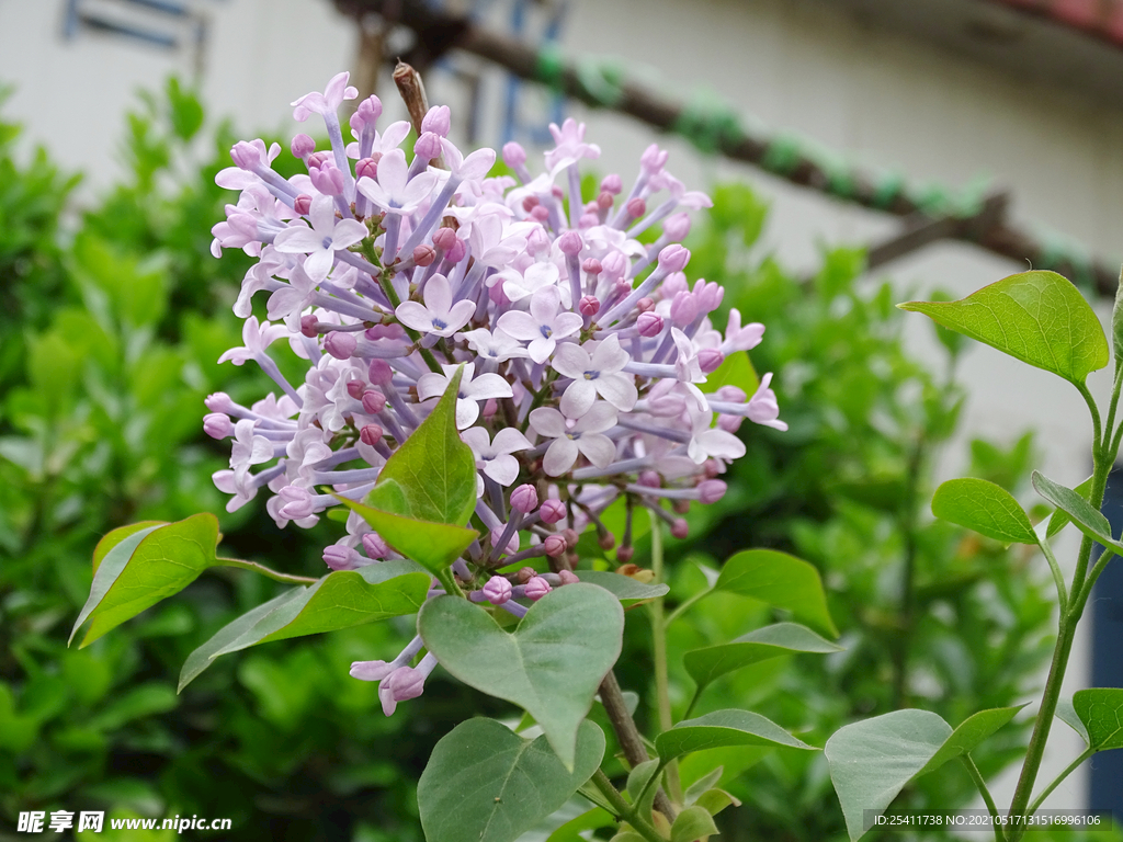 丁香花 