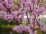 开花