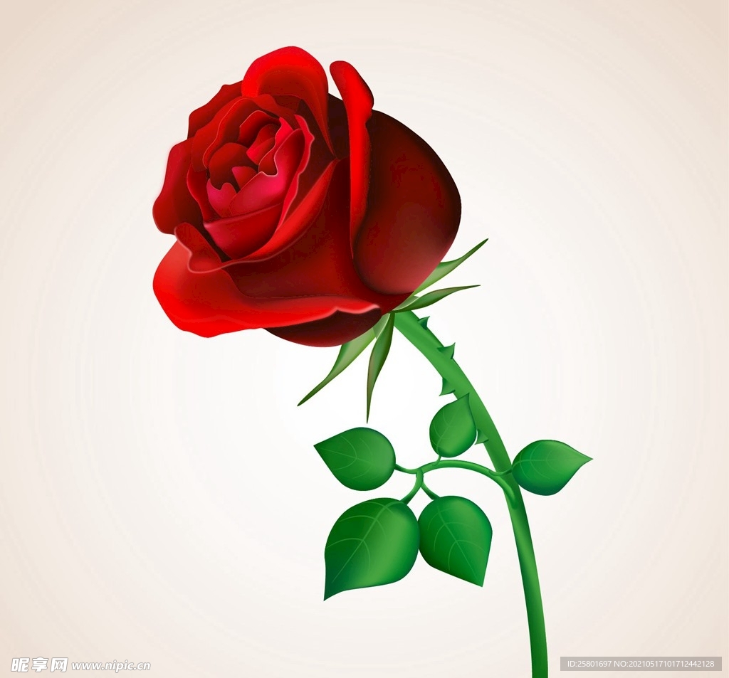 热情红玫瑰