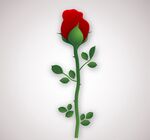 情人节玫瑰花