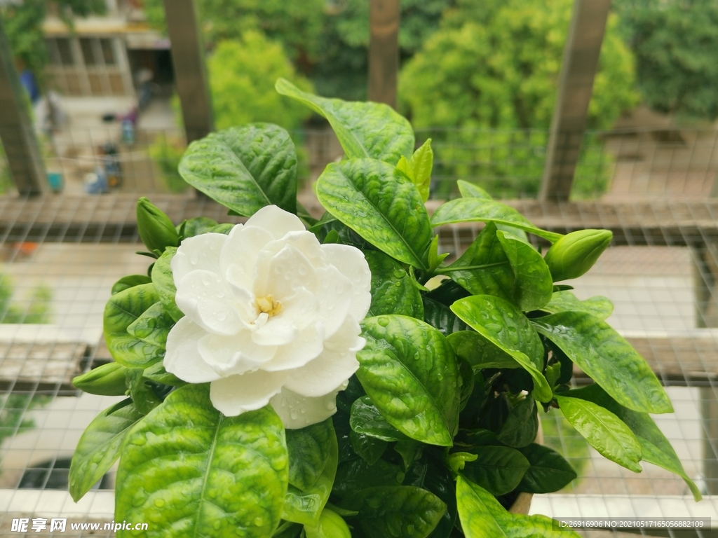 栀子花开花