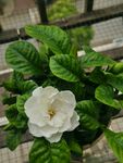 盛开栀子花