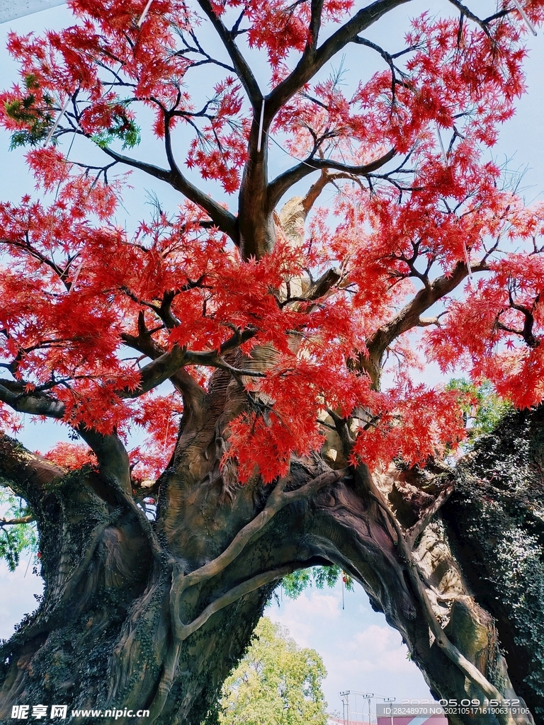 夏日的树