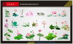莲花素材 