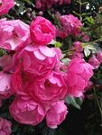 蔷薇花朵