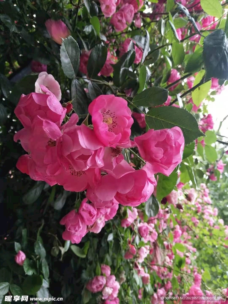 蔷薇花朵