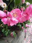 蔷薇花