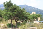 山顶树木
