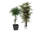 植物竹子3d模型