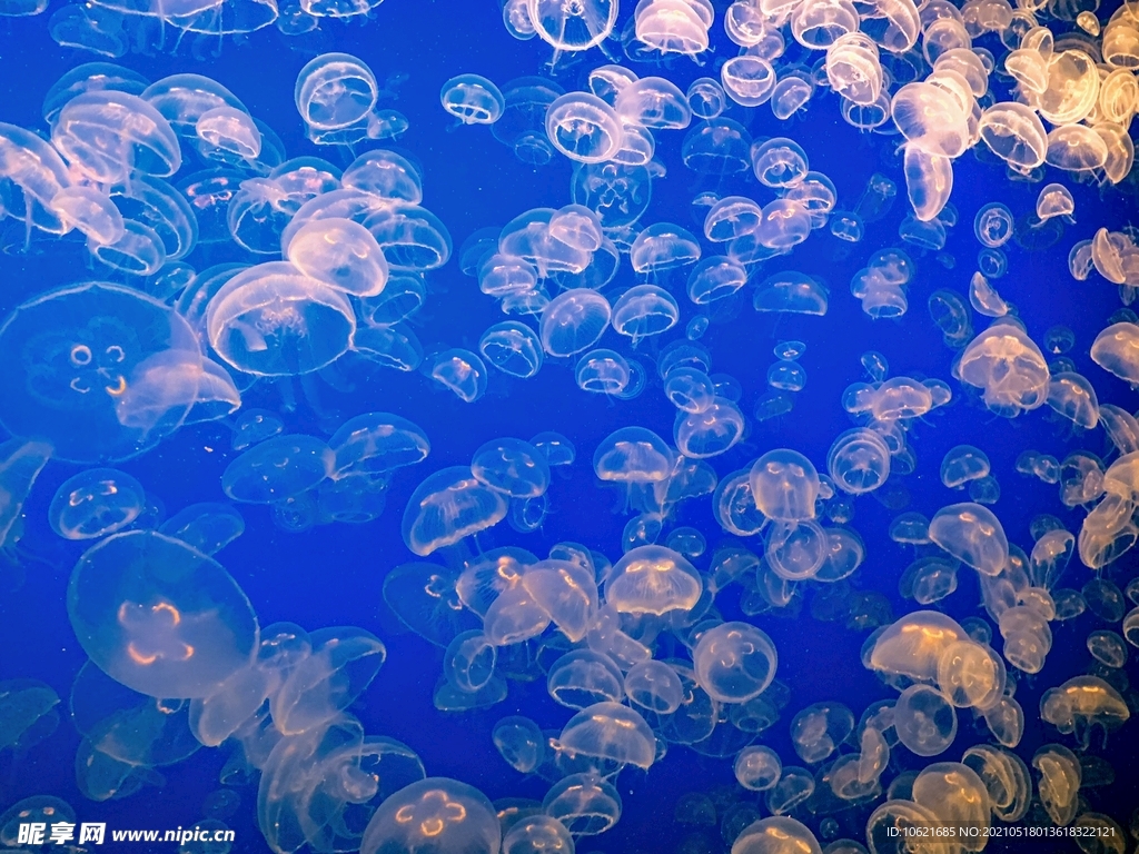 水母             