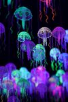 水母             