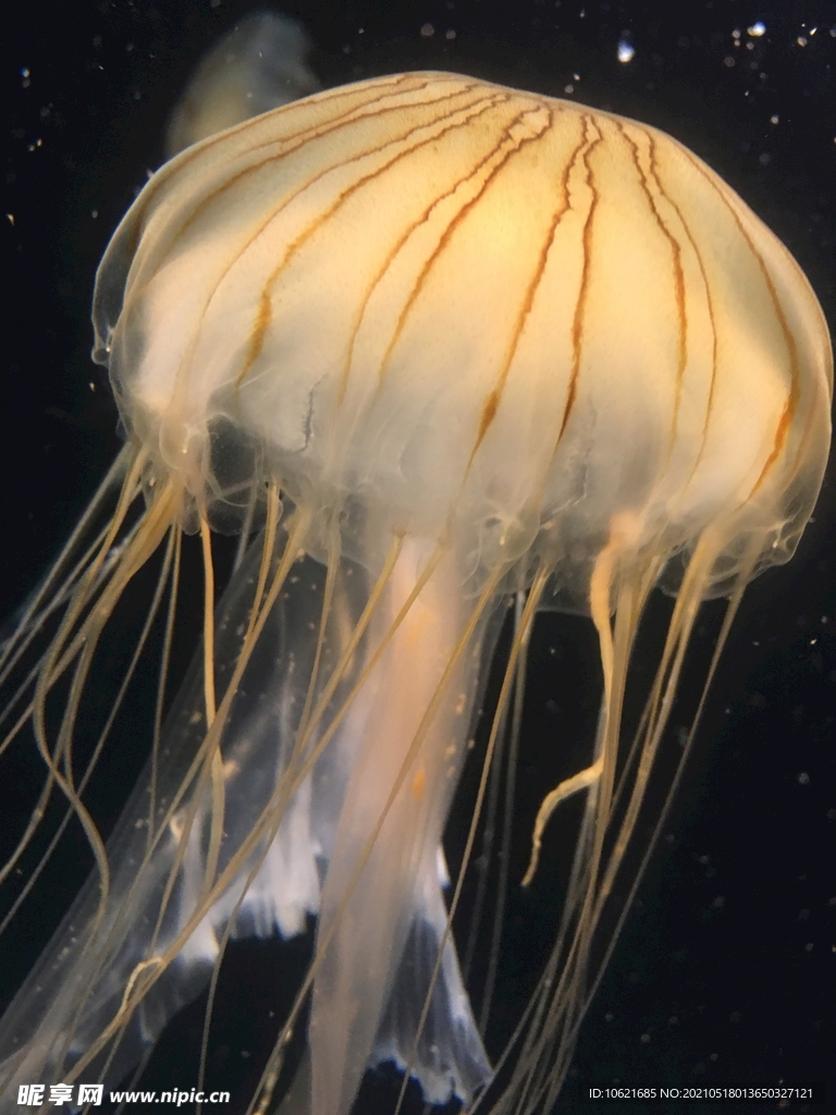水母             