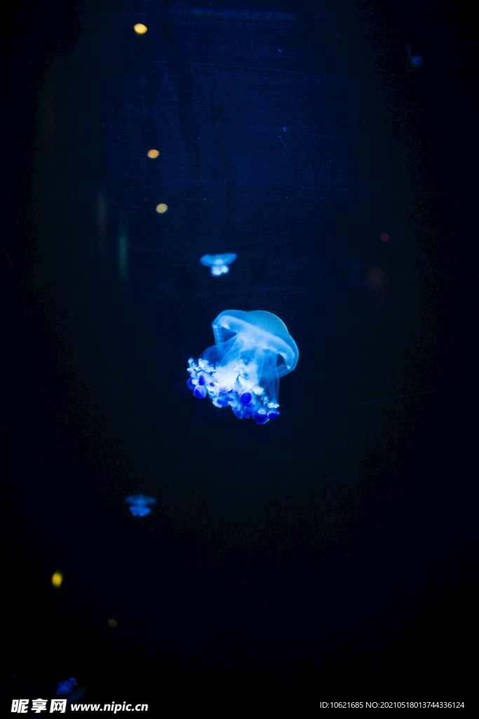 水母             