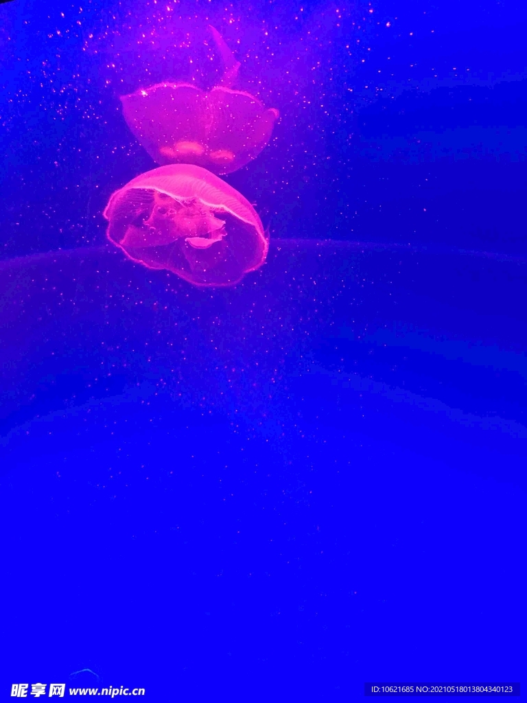 水母             