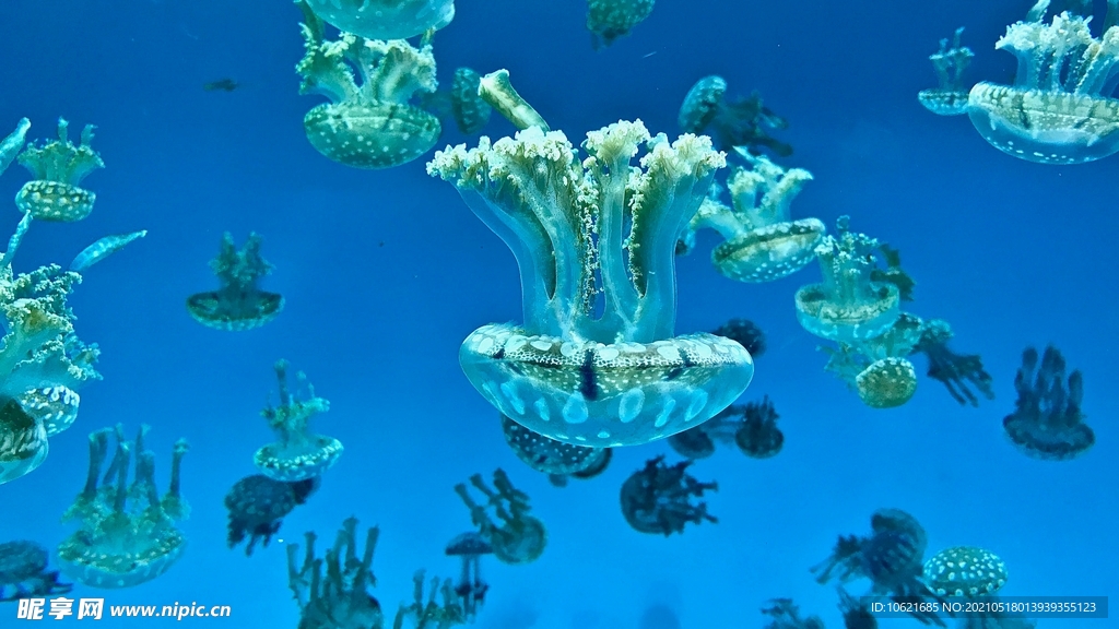 水母             
