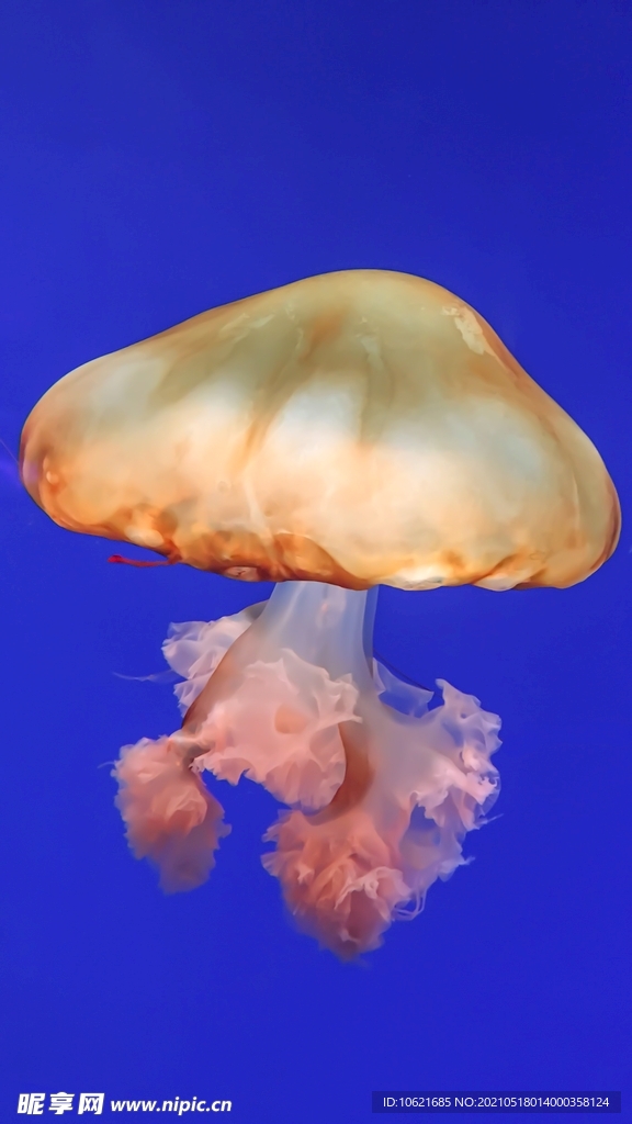水母             