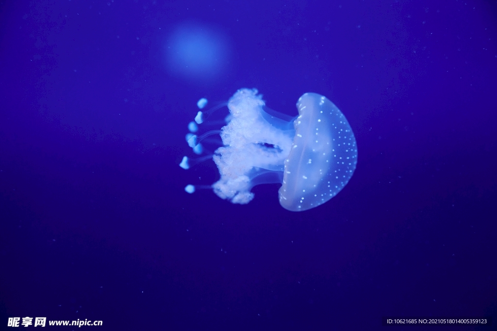 水母             