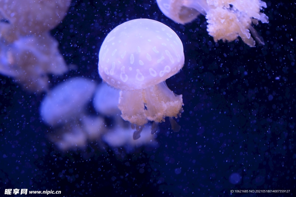 水母             