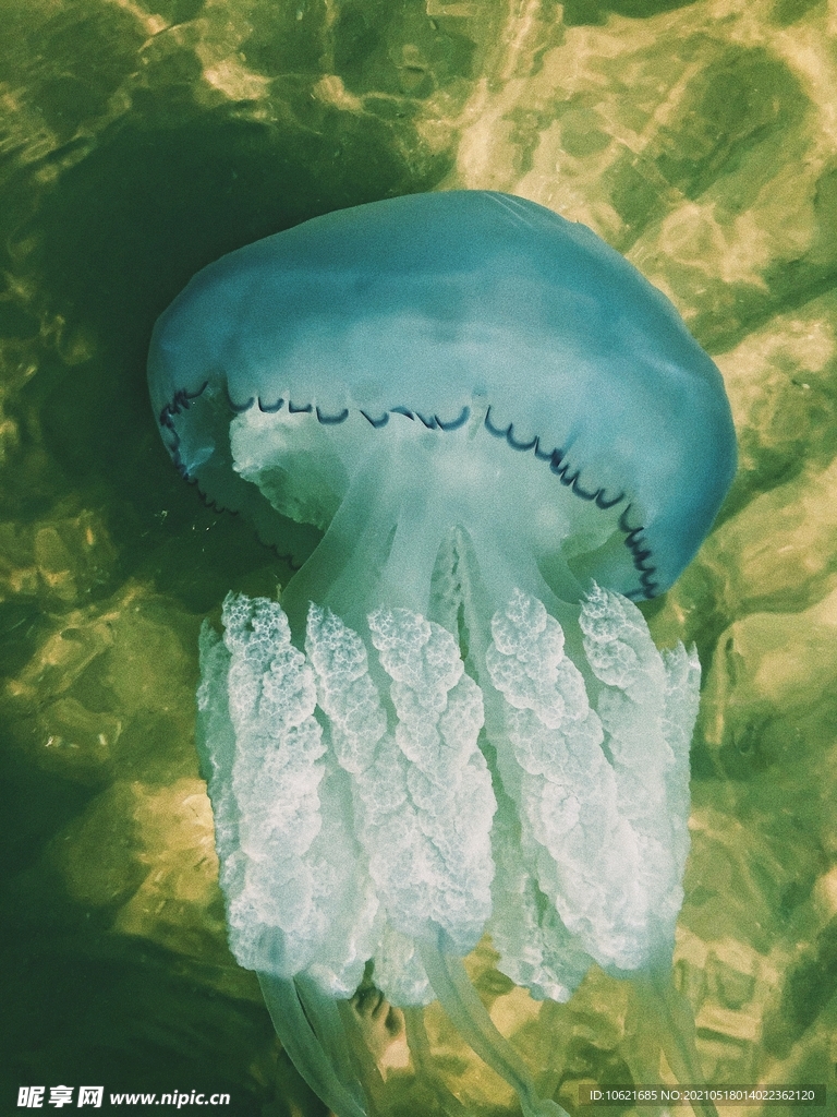 水母             