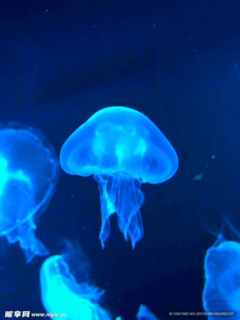 水母             