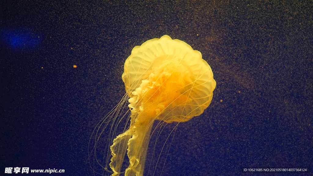 水母             