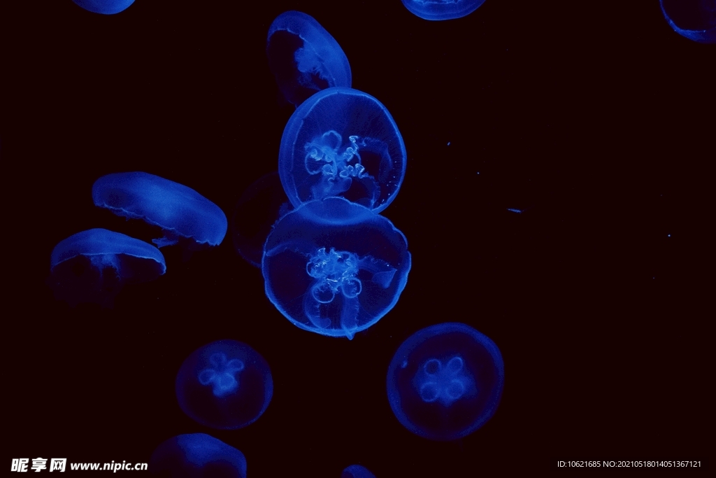 水母             