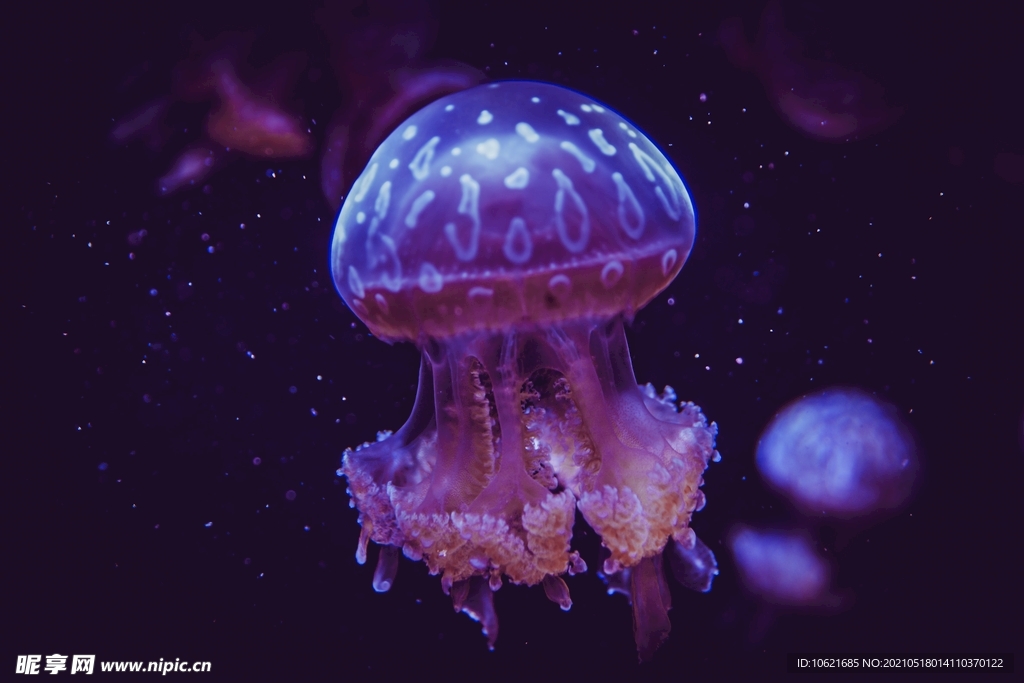 水母             