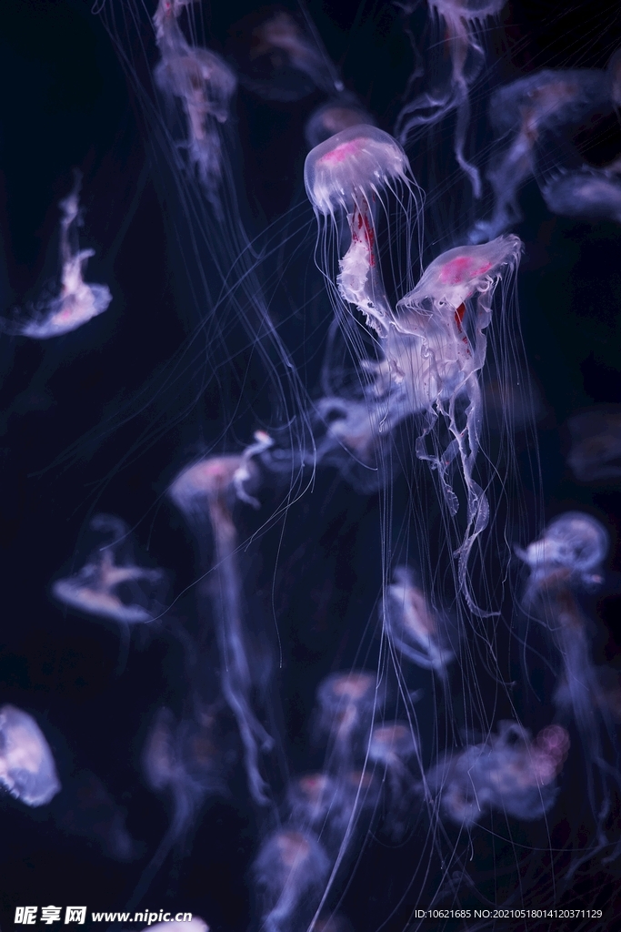 水母             
