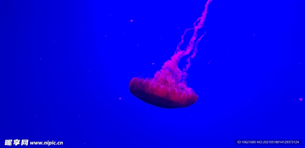水母             