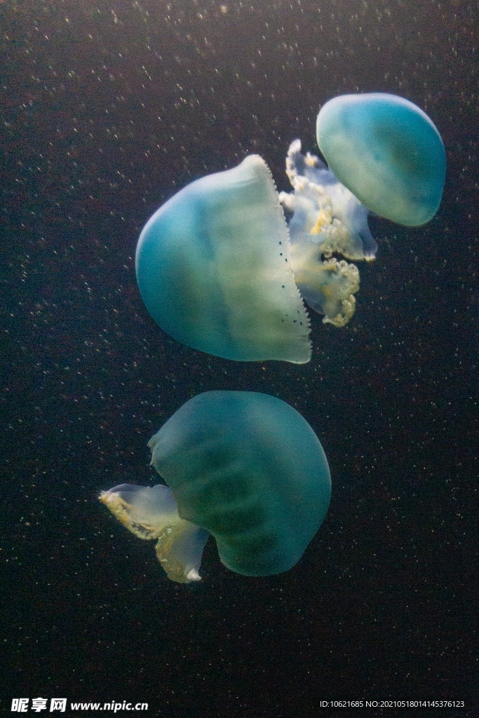 水母             