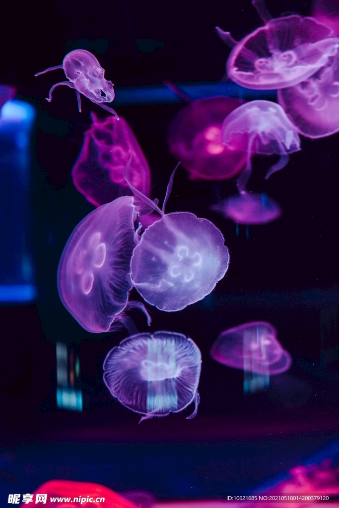 水母             