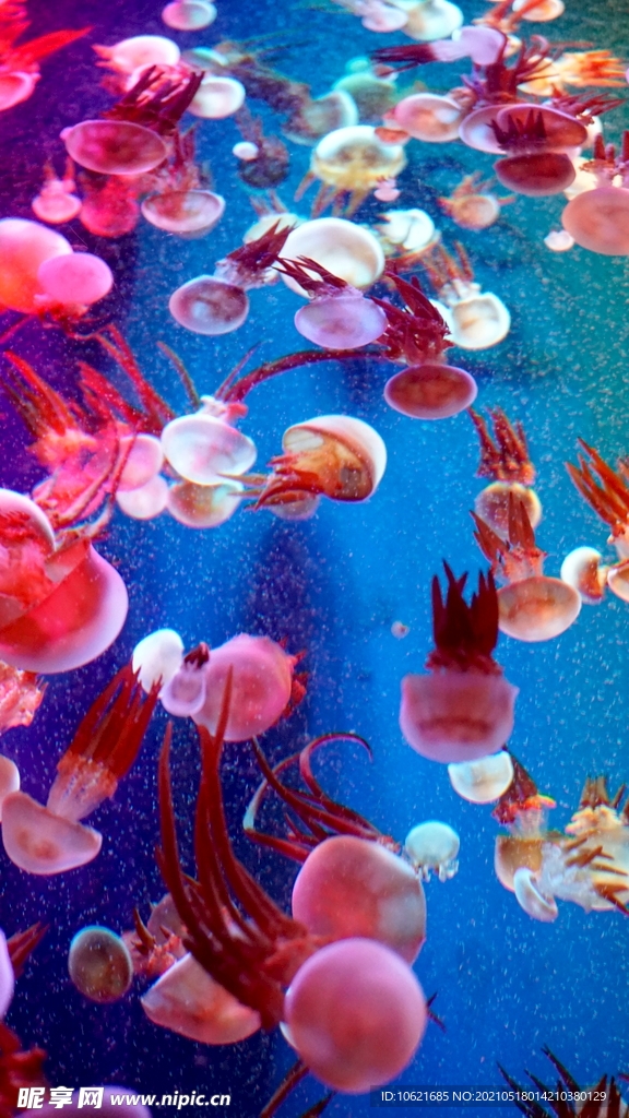 水母             