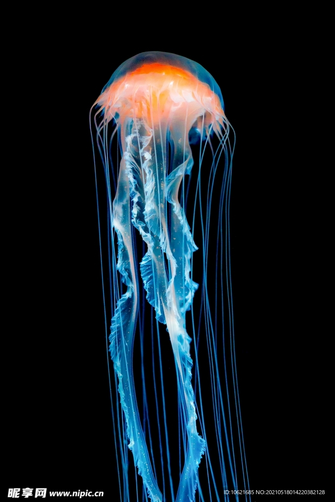 水母             