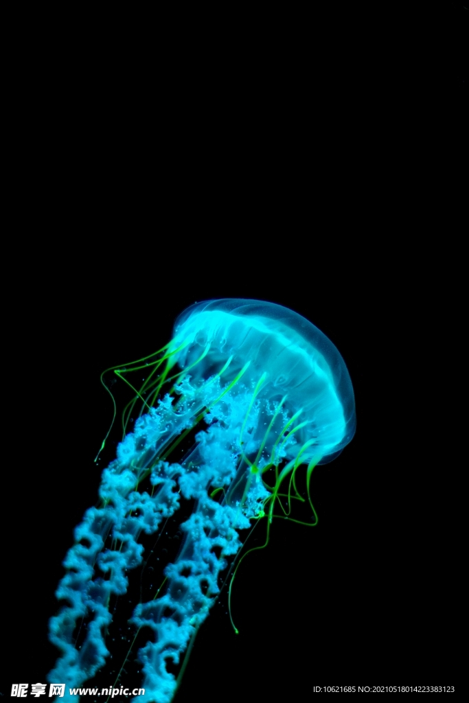 水母             