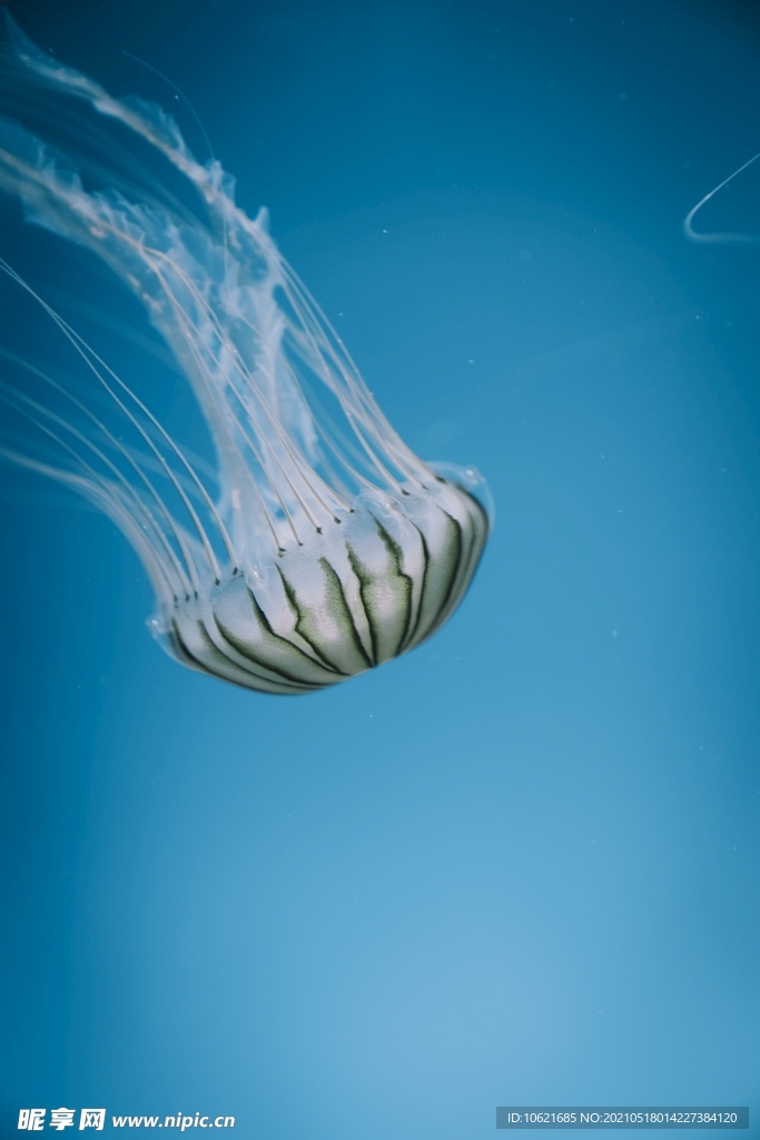 水母             