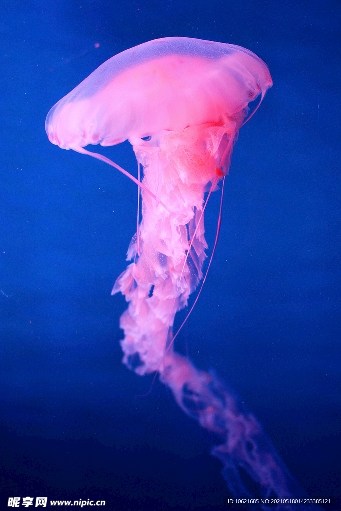 水母             