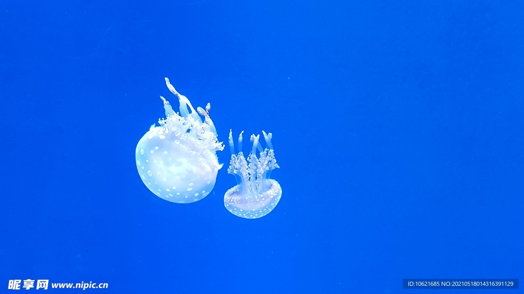 水母             