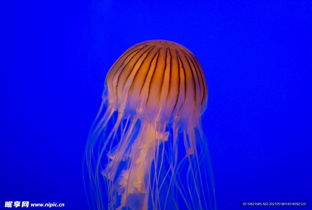 水母             