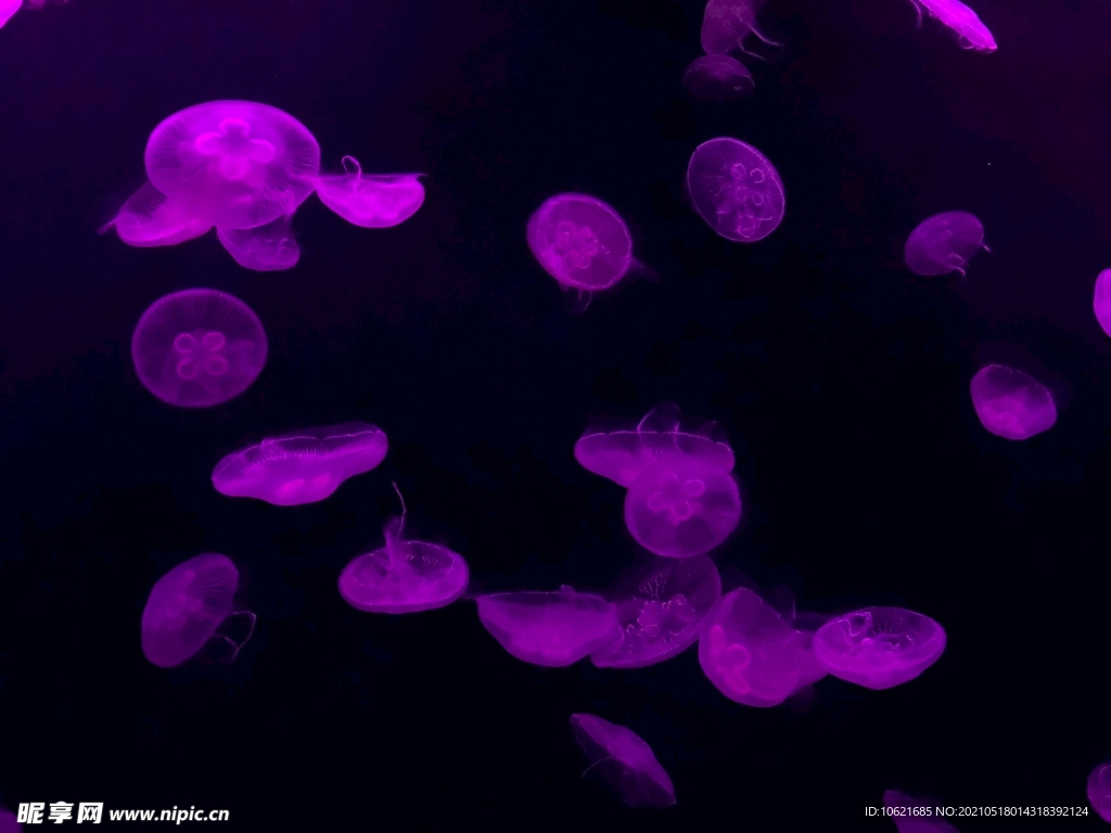 水母             