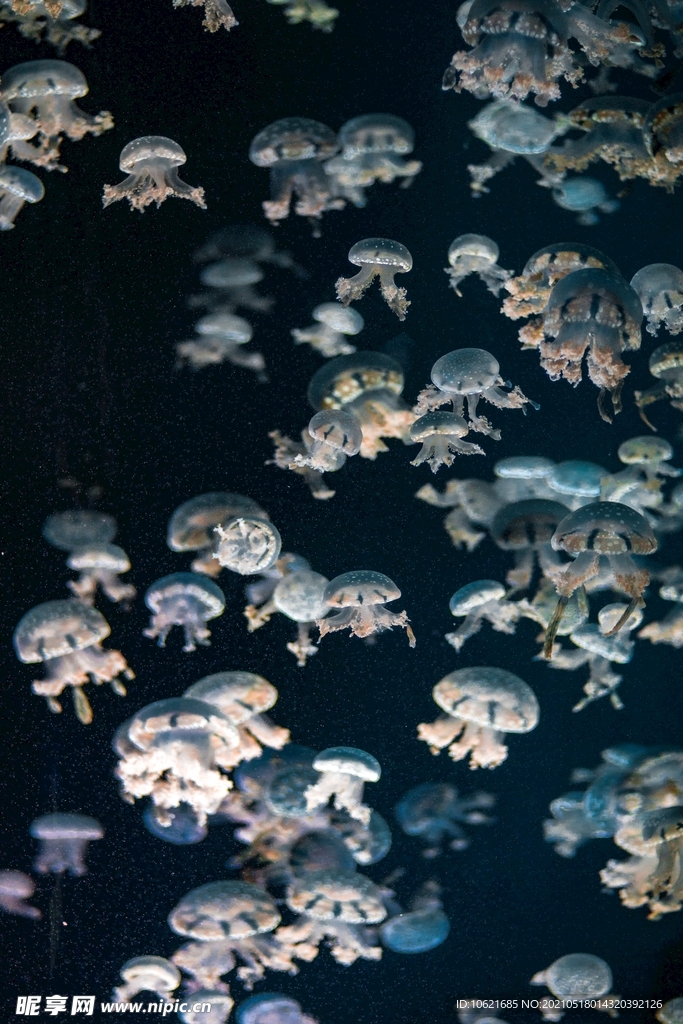 水母             