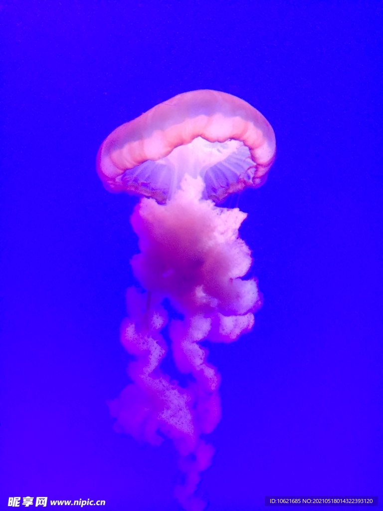 水母             