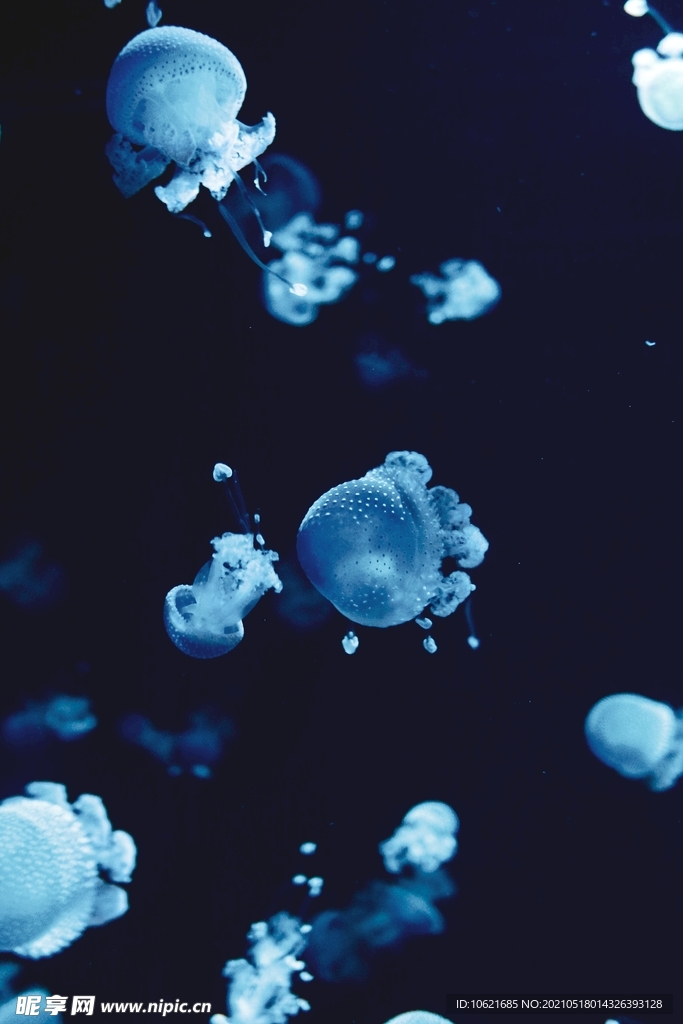 水母             