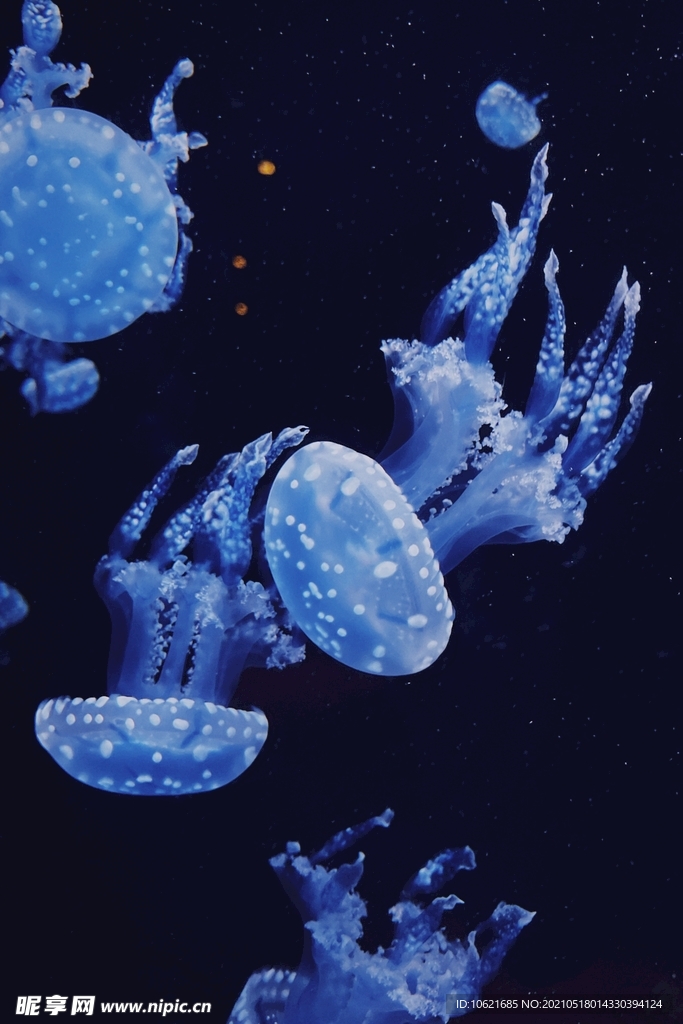 水母             