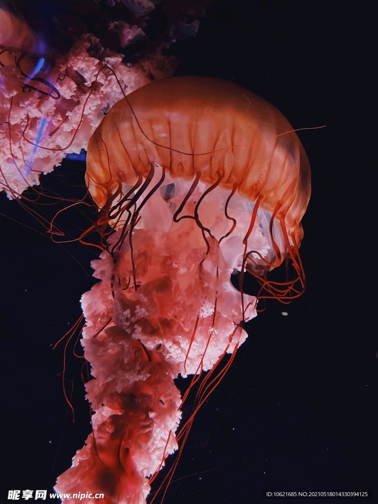 水母             