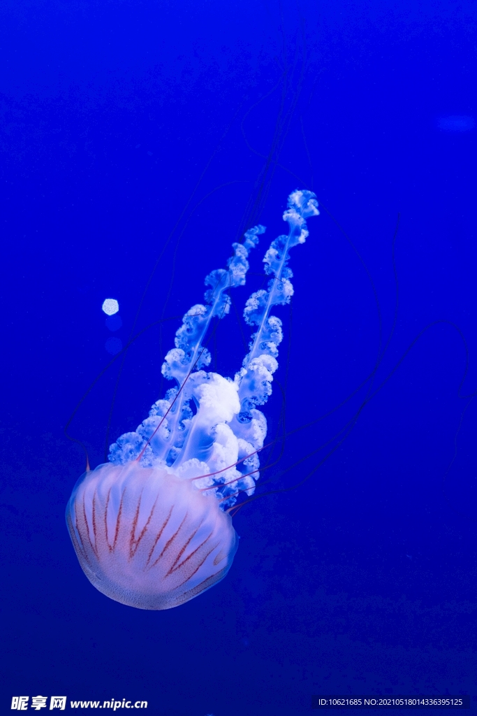 水母             