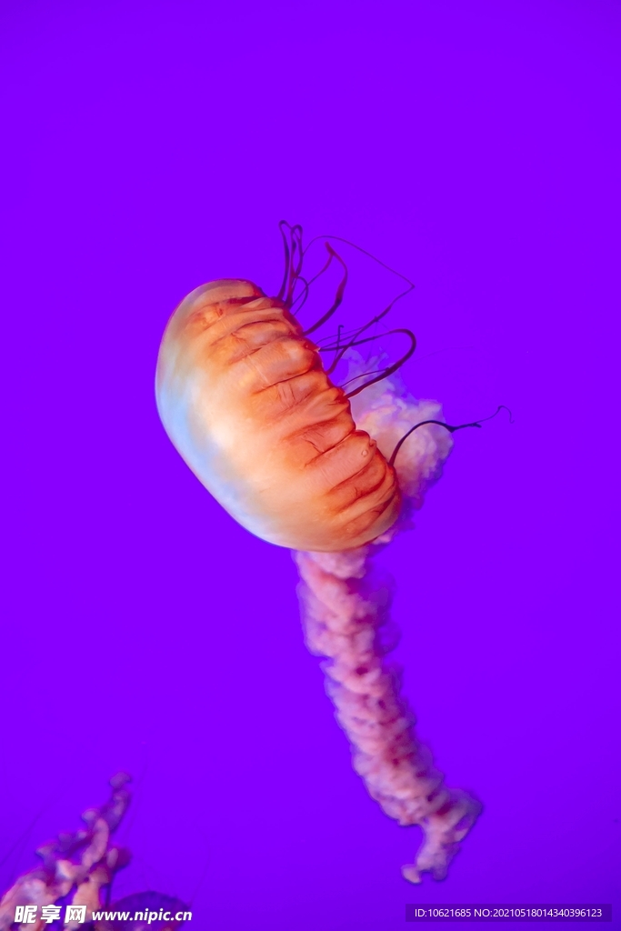 水母             
