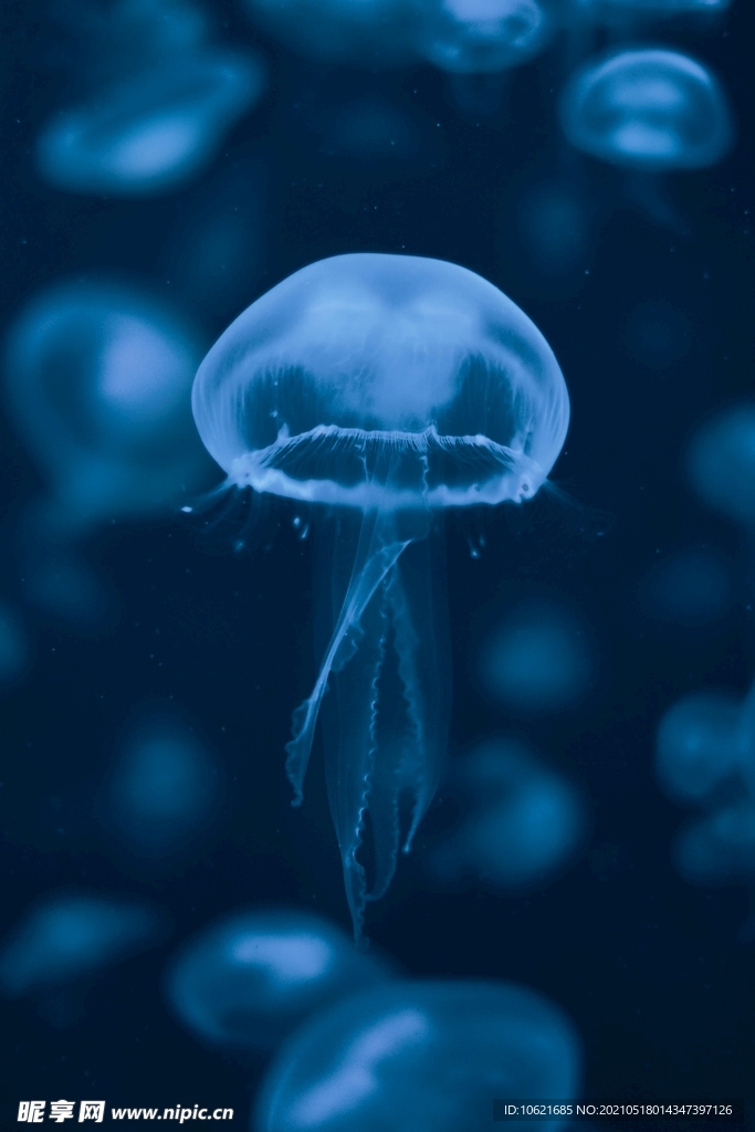 水母             