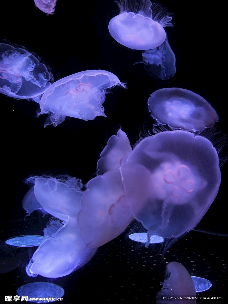 水母             