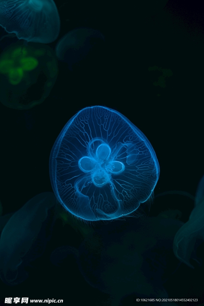 水母             