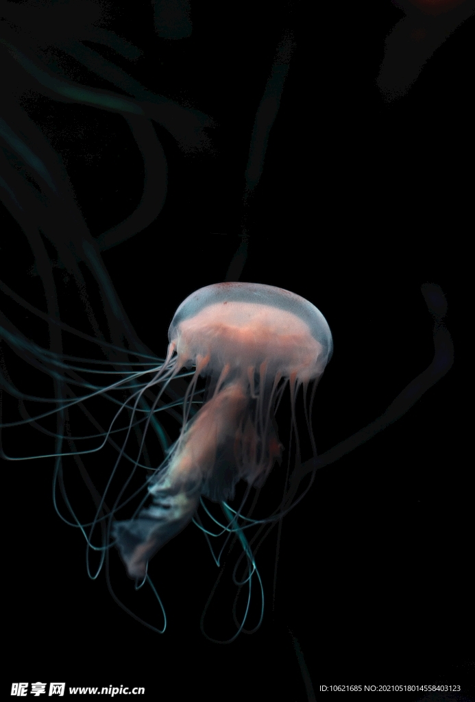 水母             